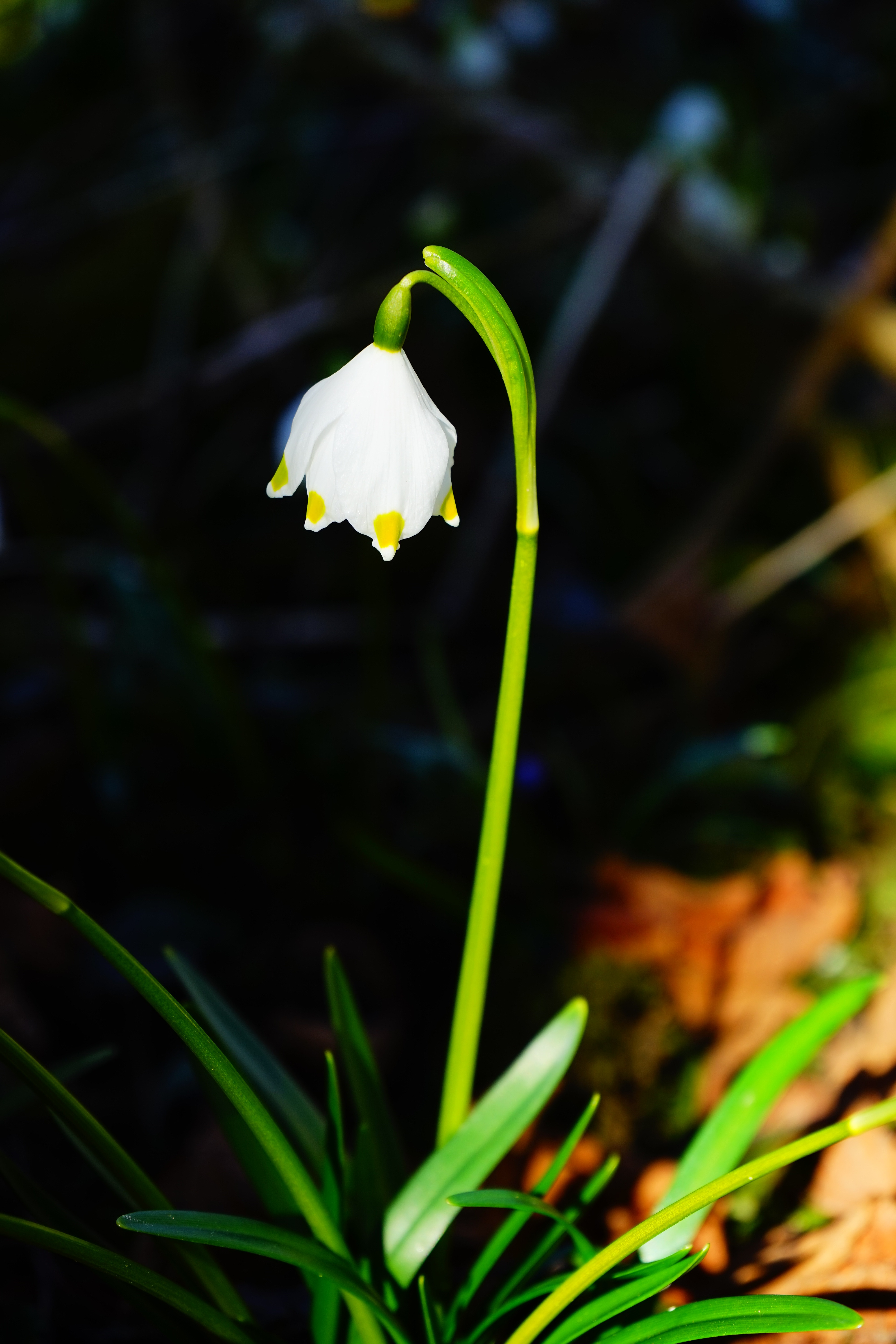 White forest flower free image download