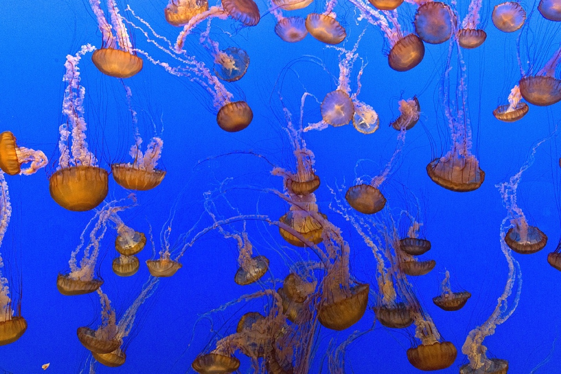 many-jellyfish-in-clear-water-free-image-download