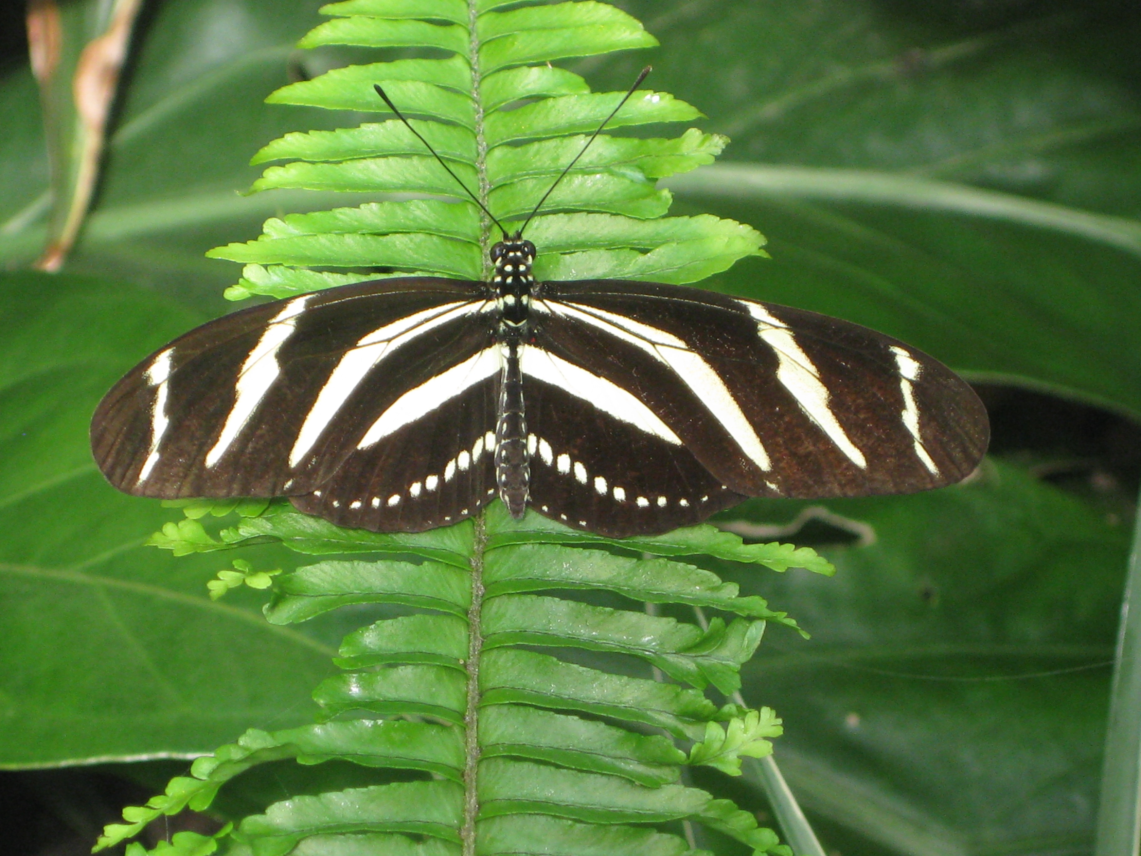 seeing-a-black-butterfly-the-symbolic-and-spiritual-meaning-animal-hype