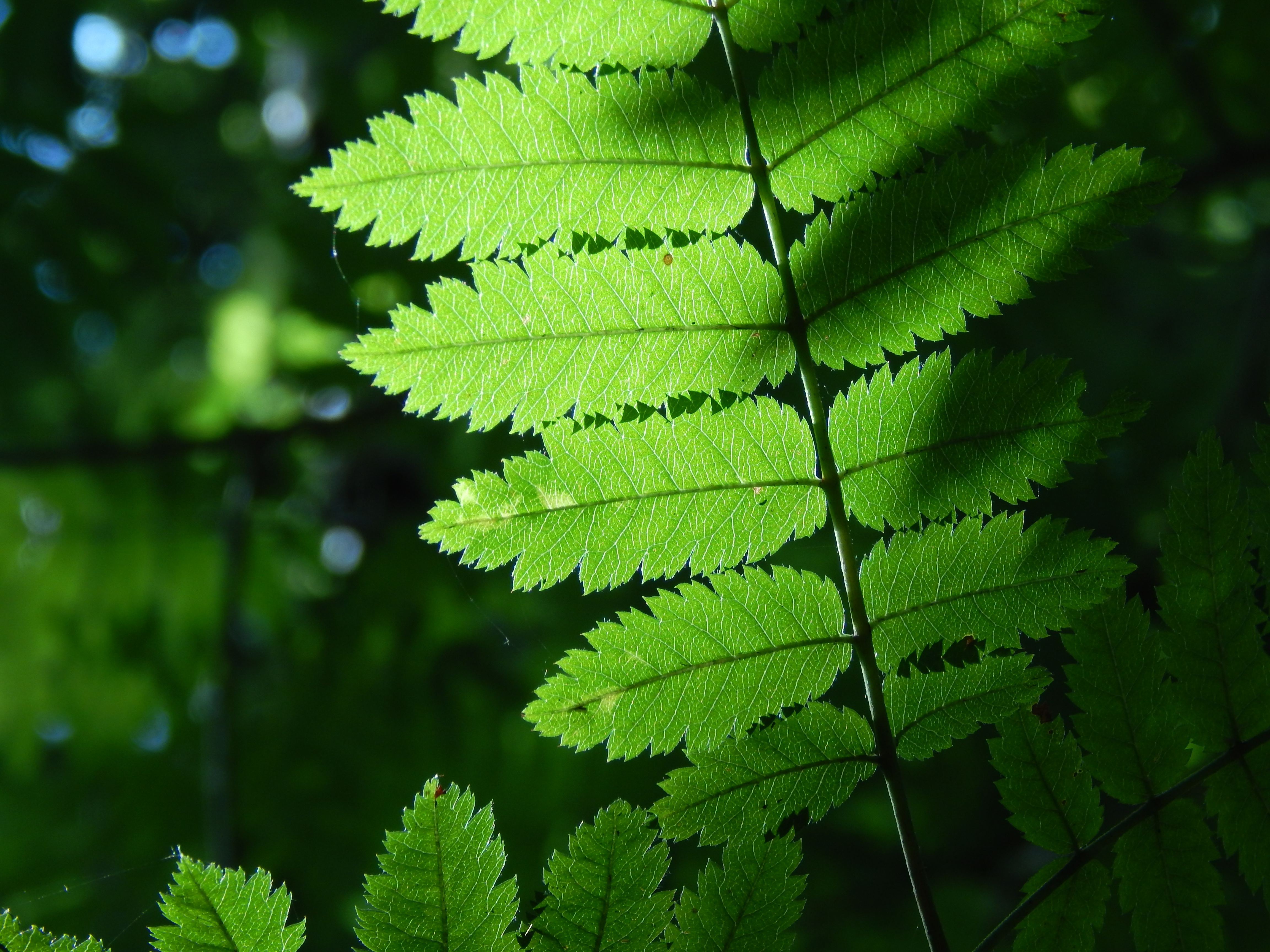 Прозрачное дерево. Leaf Sunshine.