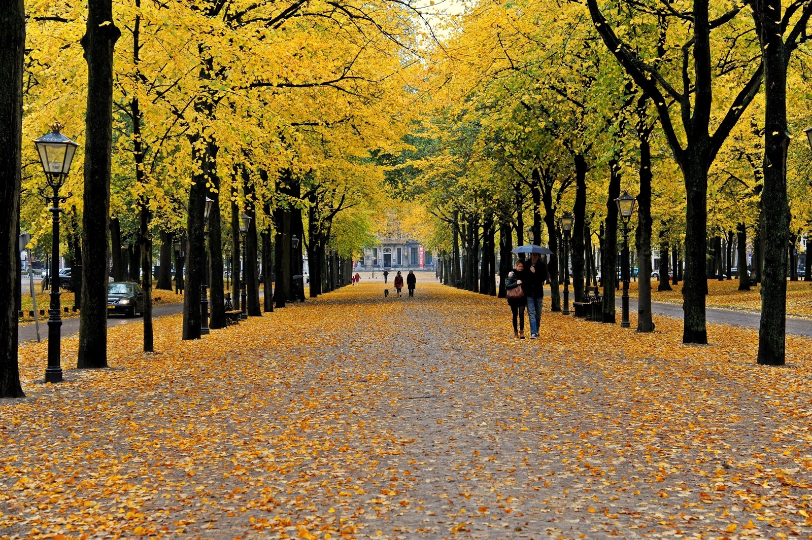 People on the alley in golden autumn free image download