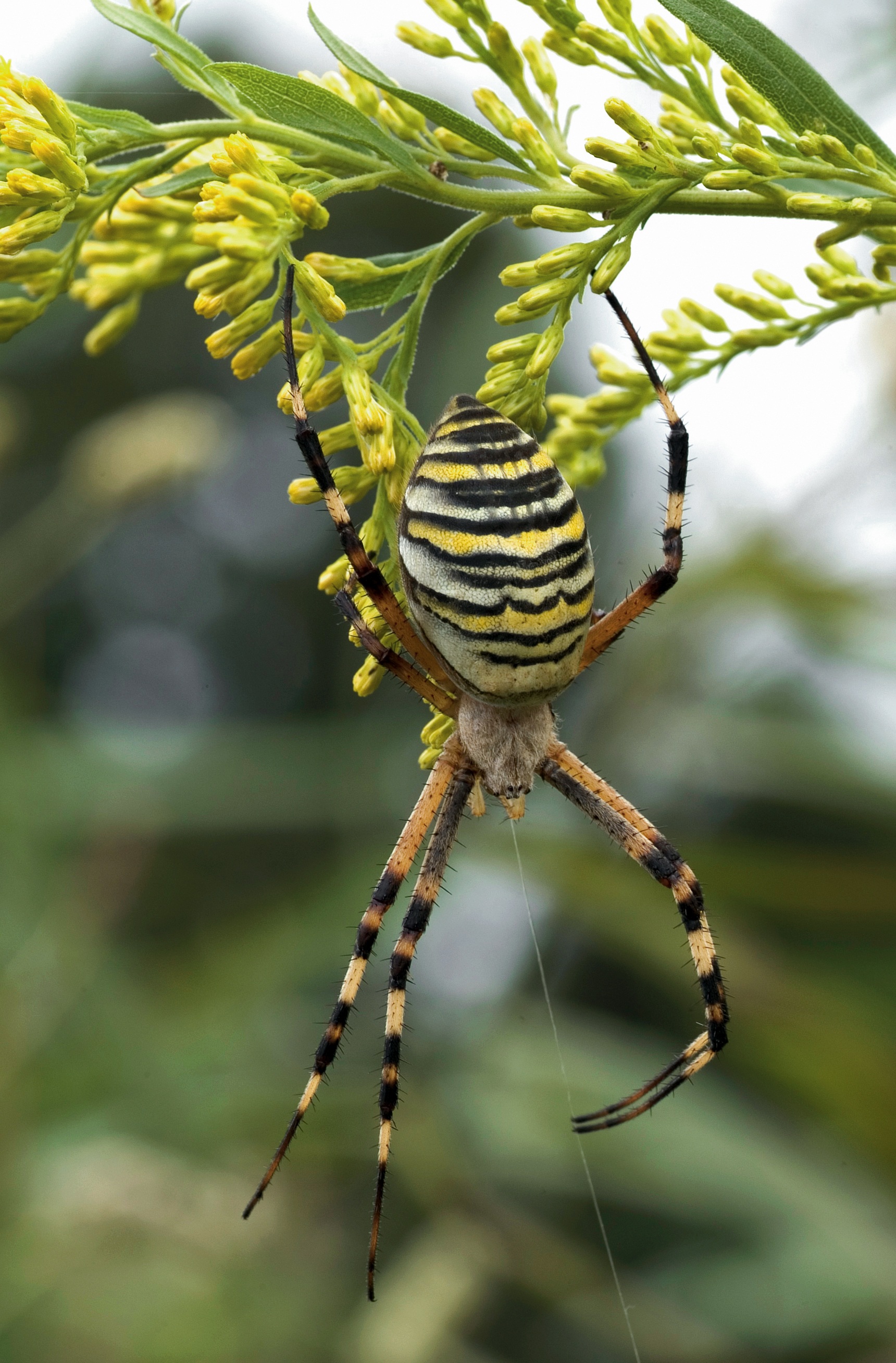 Wasp spider arachnid web insect free image download