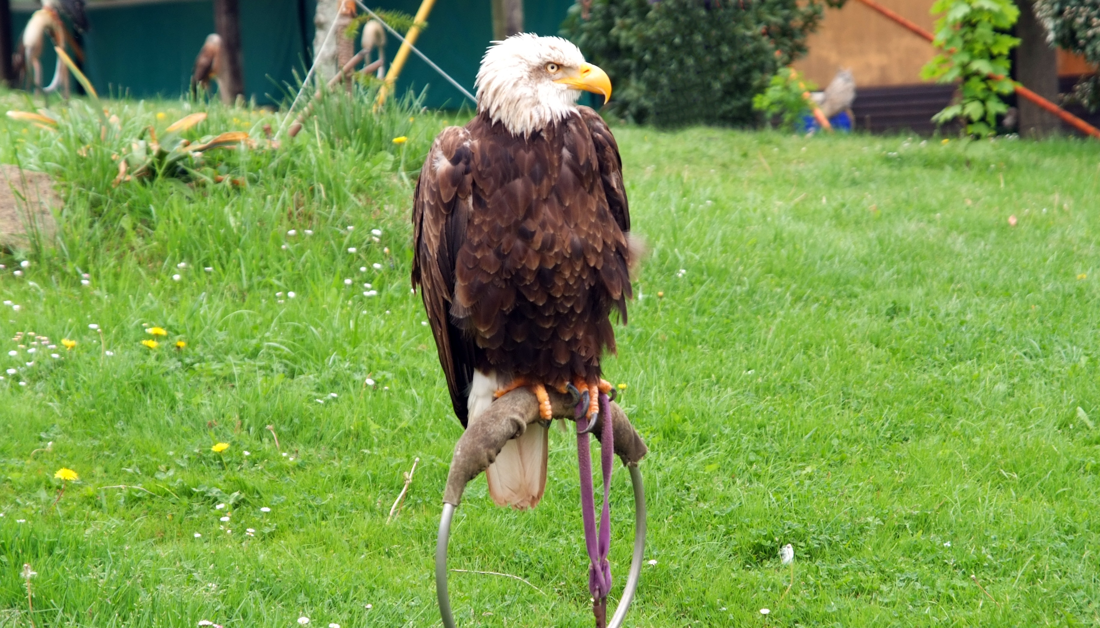 Bird of prey in America free image download