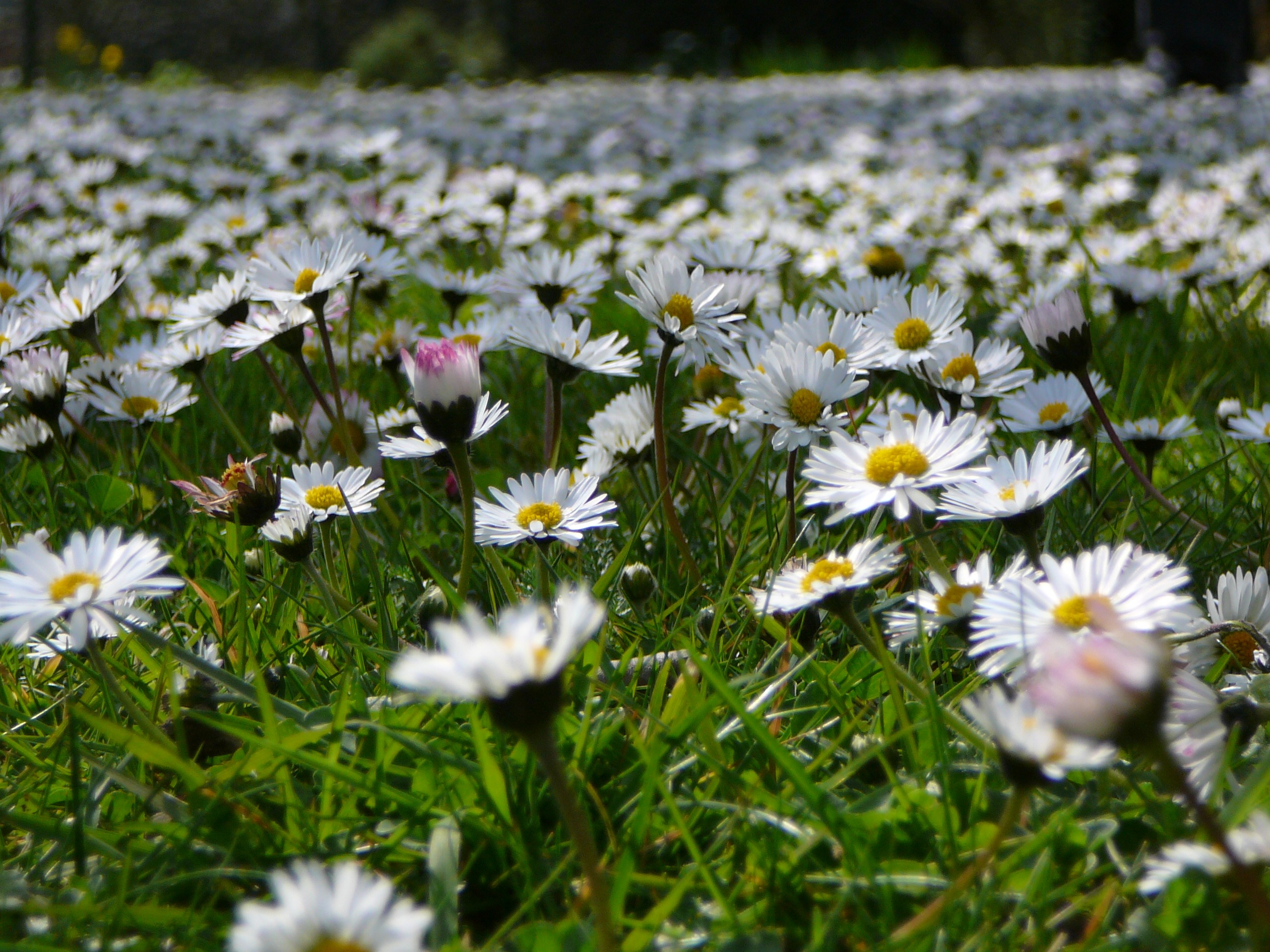 Blooming chamomile field in the countryside free image download