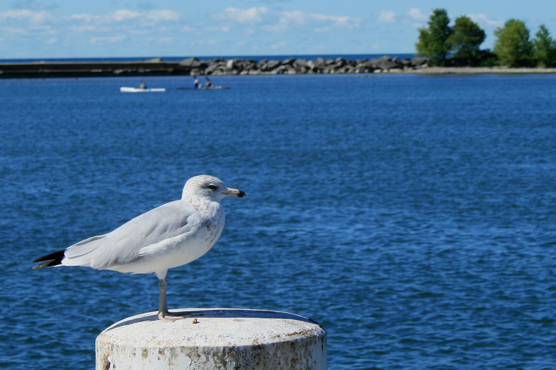 seagull-on-a-background-of-dark-blue-water-free-image-download