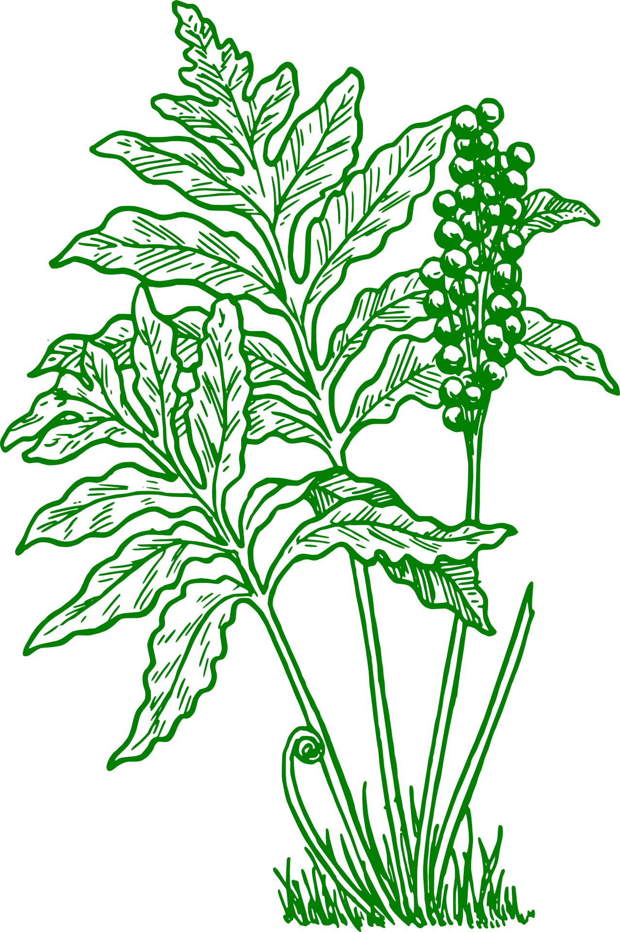 Fern Plant As A Drawing Free Image
