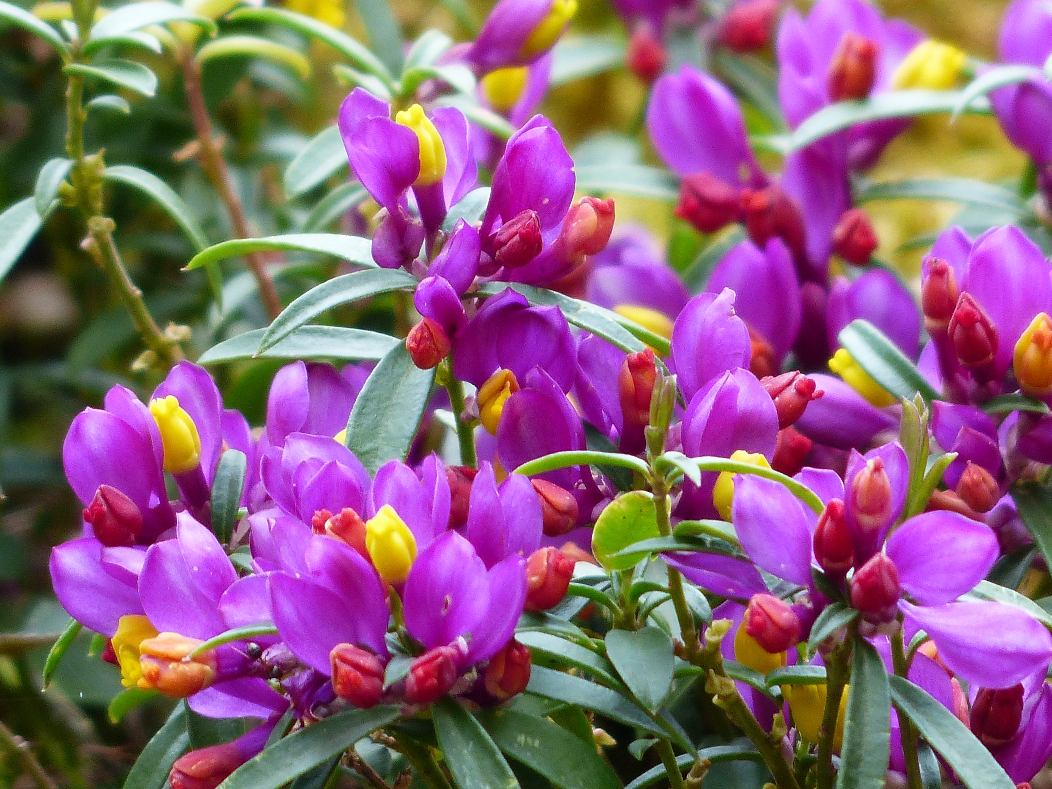 Цвету окончание. Polygala chamaebuxus. Полигала Истод. Истод миртолистный. Истод грандифлора.