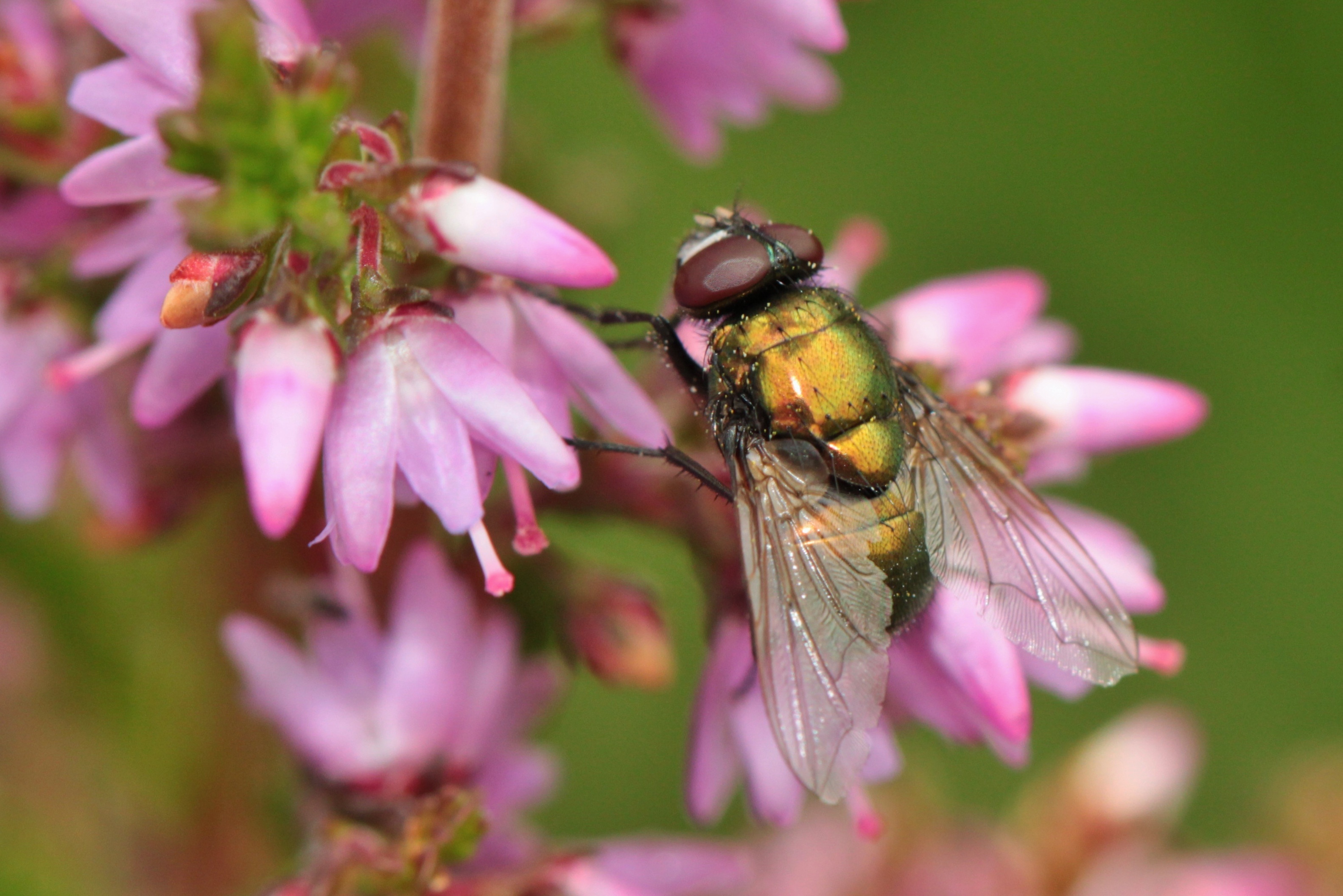 Опылители чудо. Вересковая пчела. Цветочная Муха. Двукрылые насекомые. Муха на цветке.