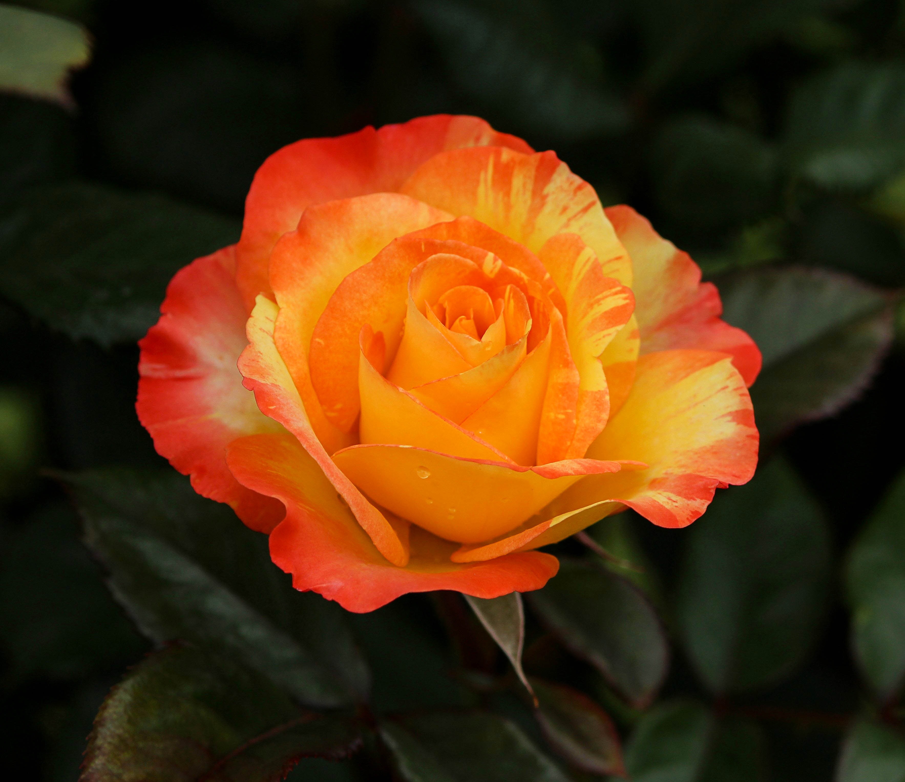Yellow rose with orange edges free image download
