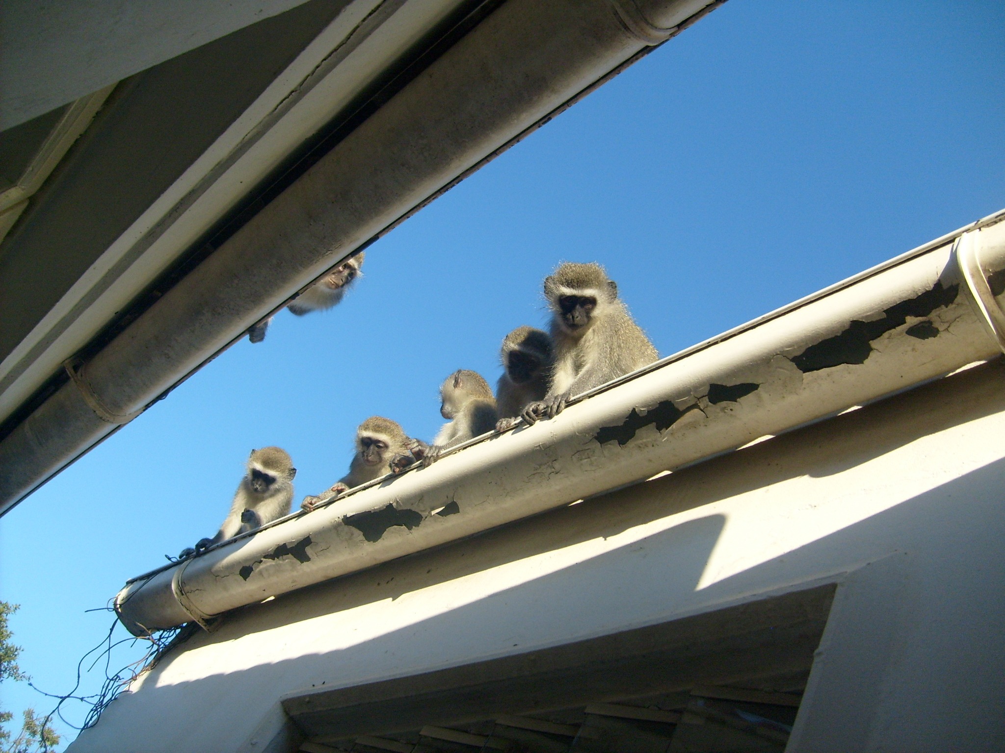 Young monkeys sitting on the roof free image download