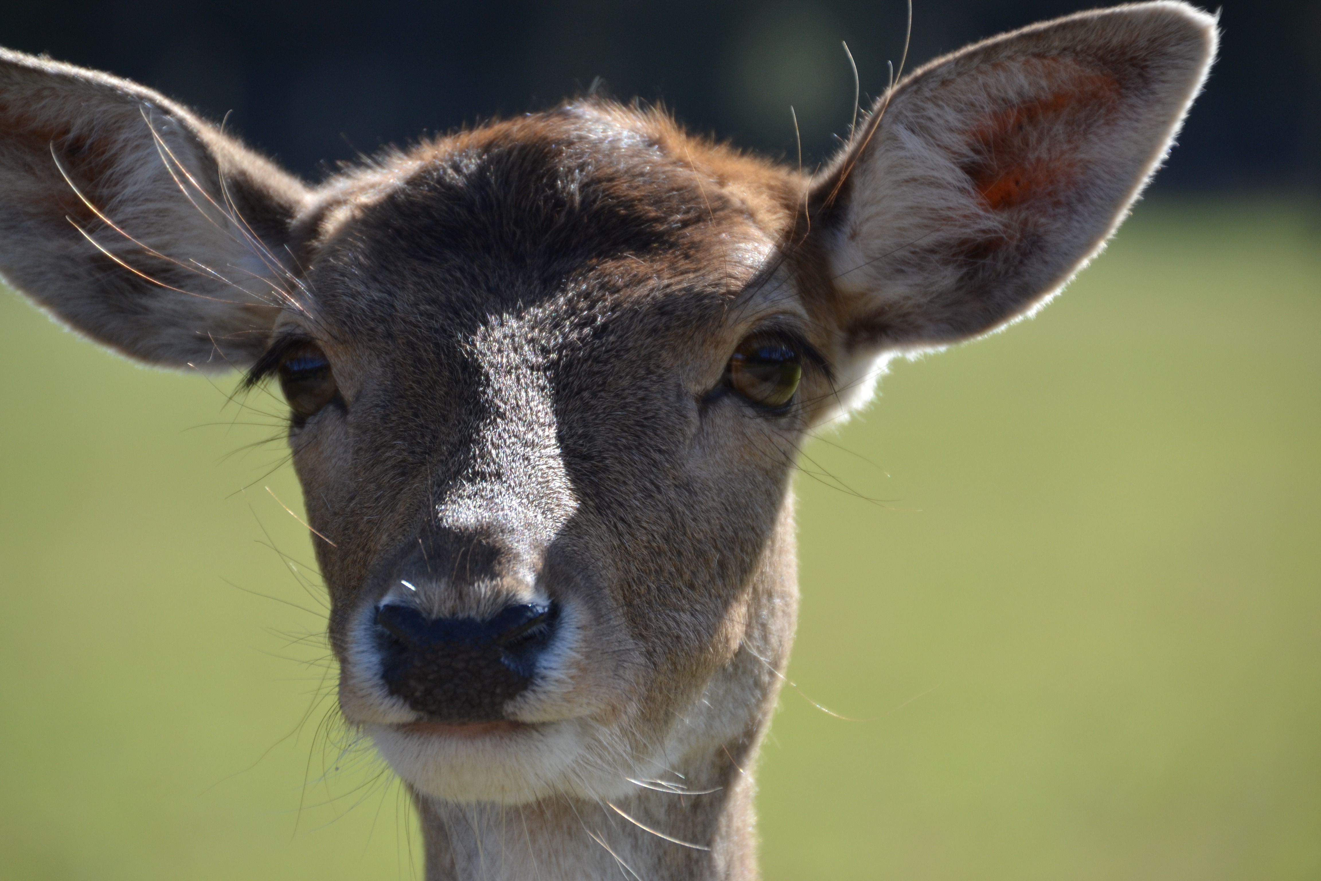 deer muzzle