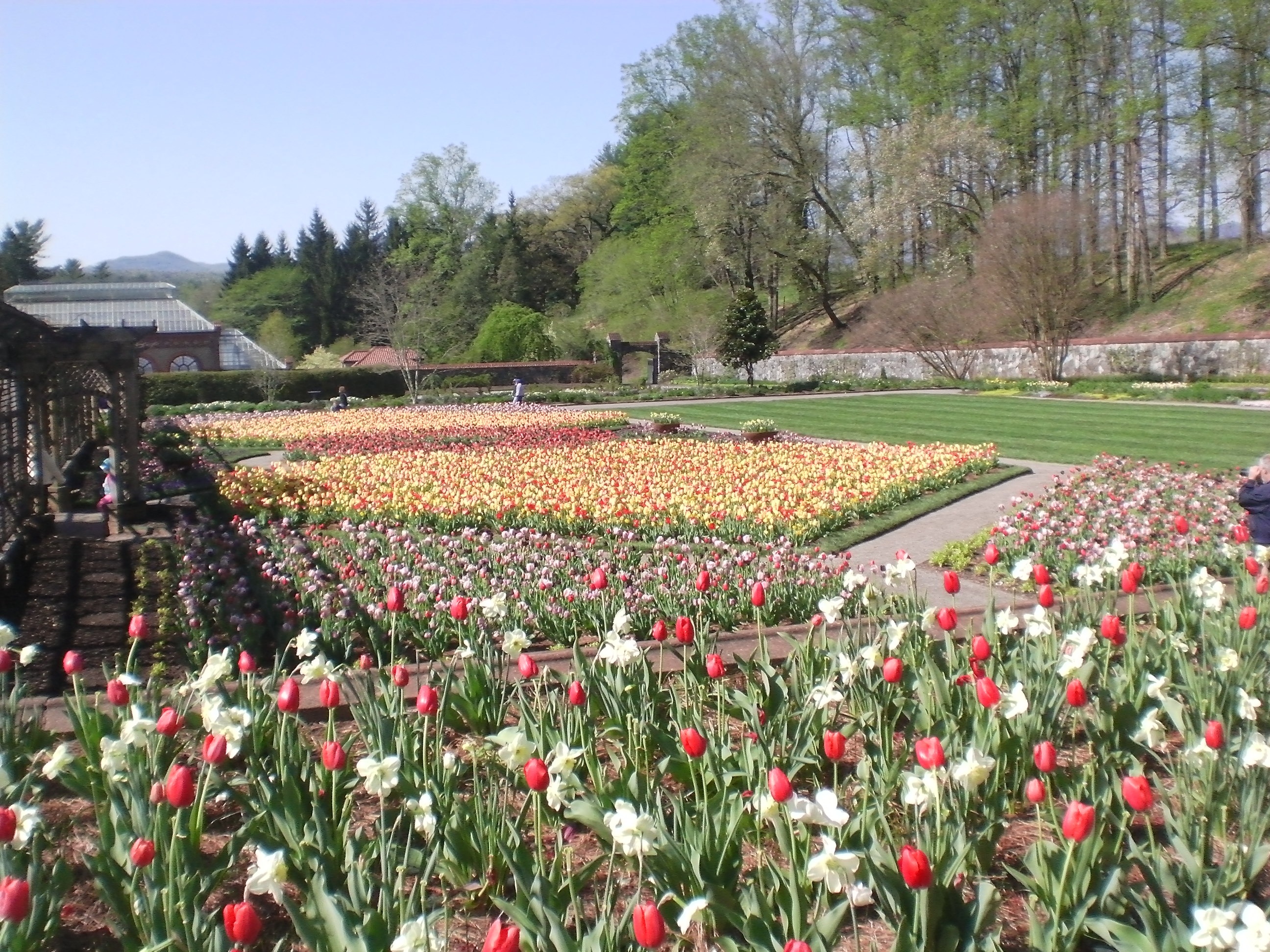 Tulip Gardens In Baltimore Free Image