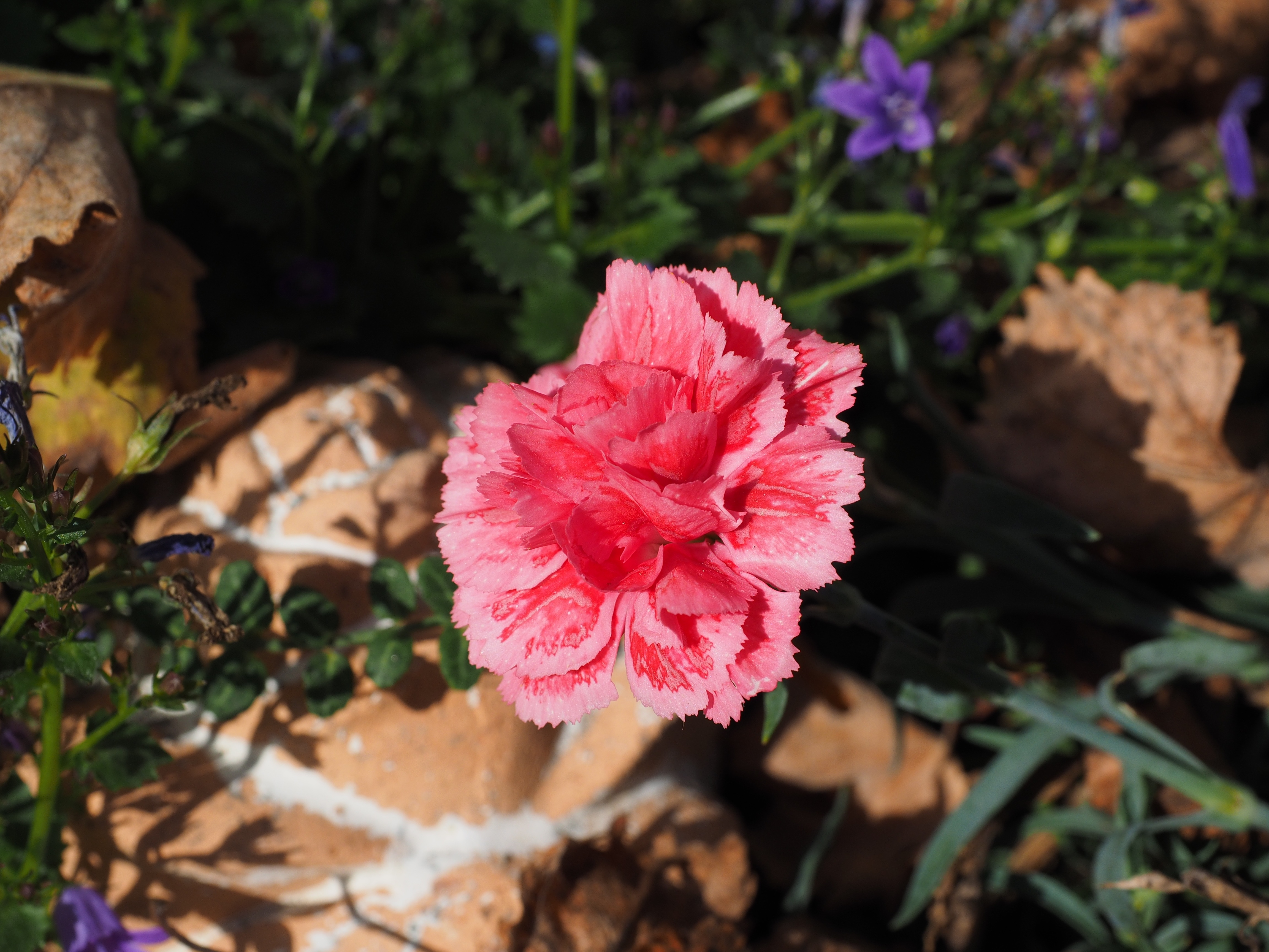 Red Dianthus Flower