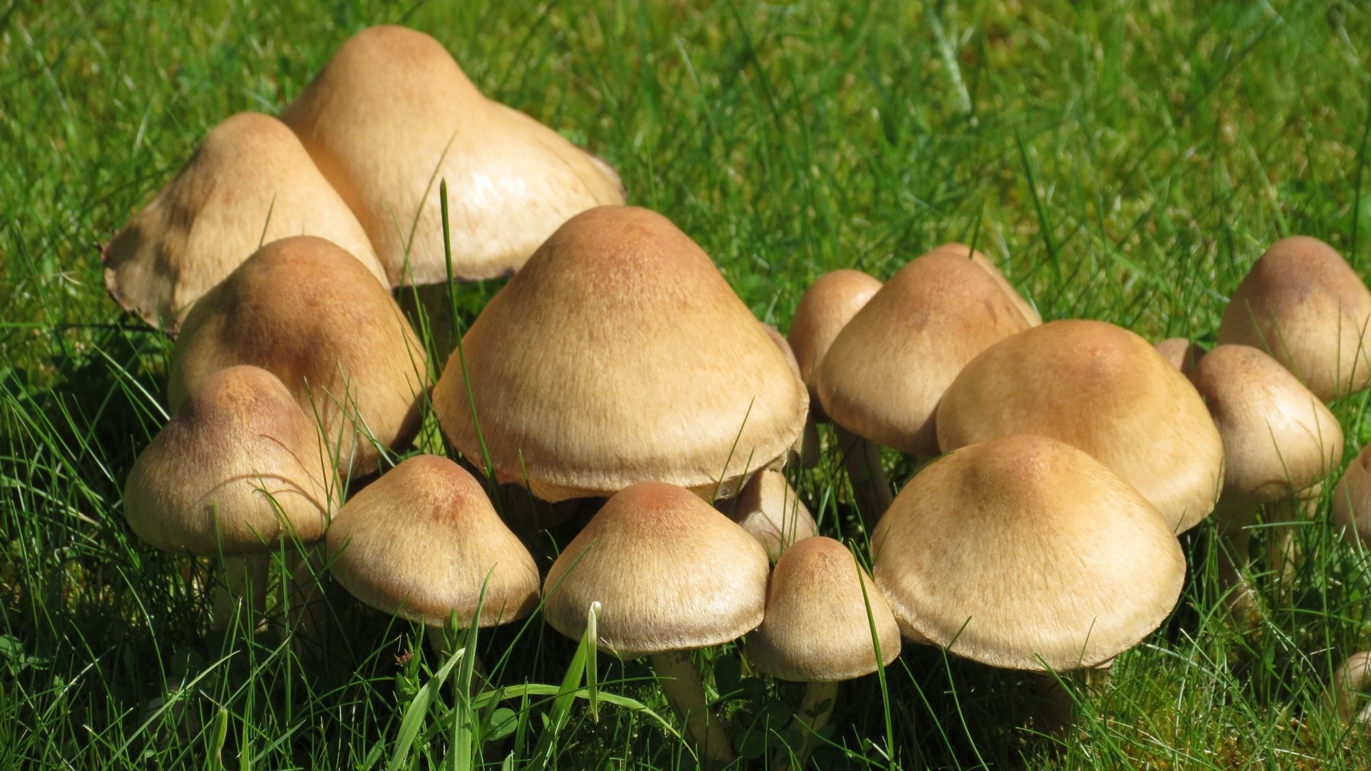 Луговые грибы фото и название