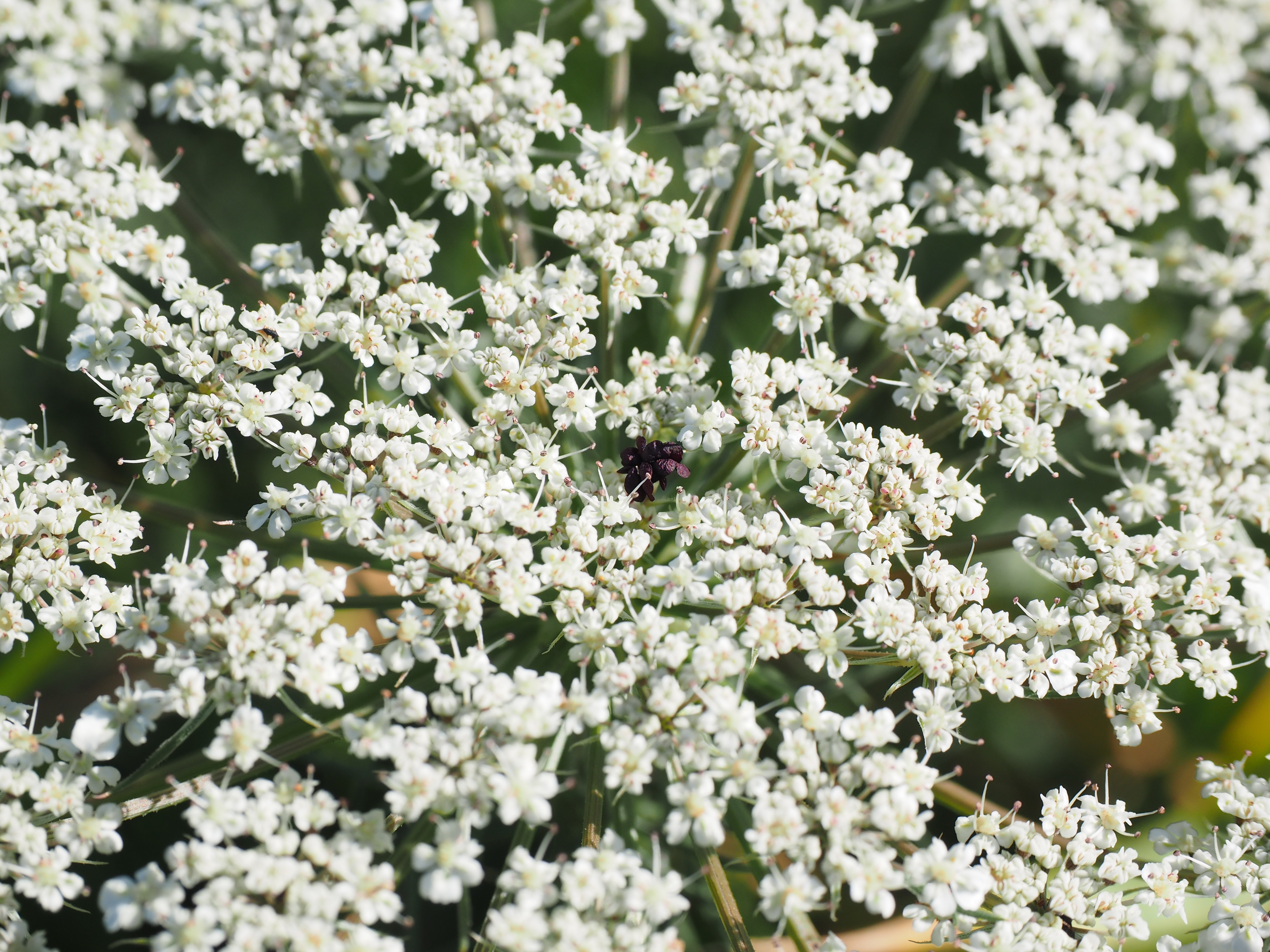 Растение с мелкими белыми цветами
