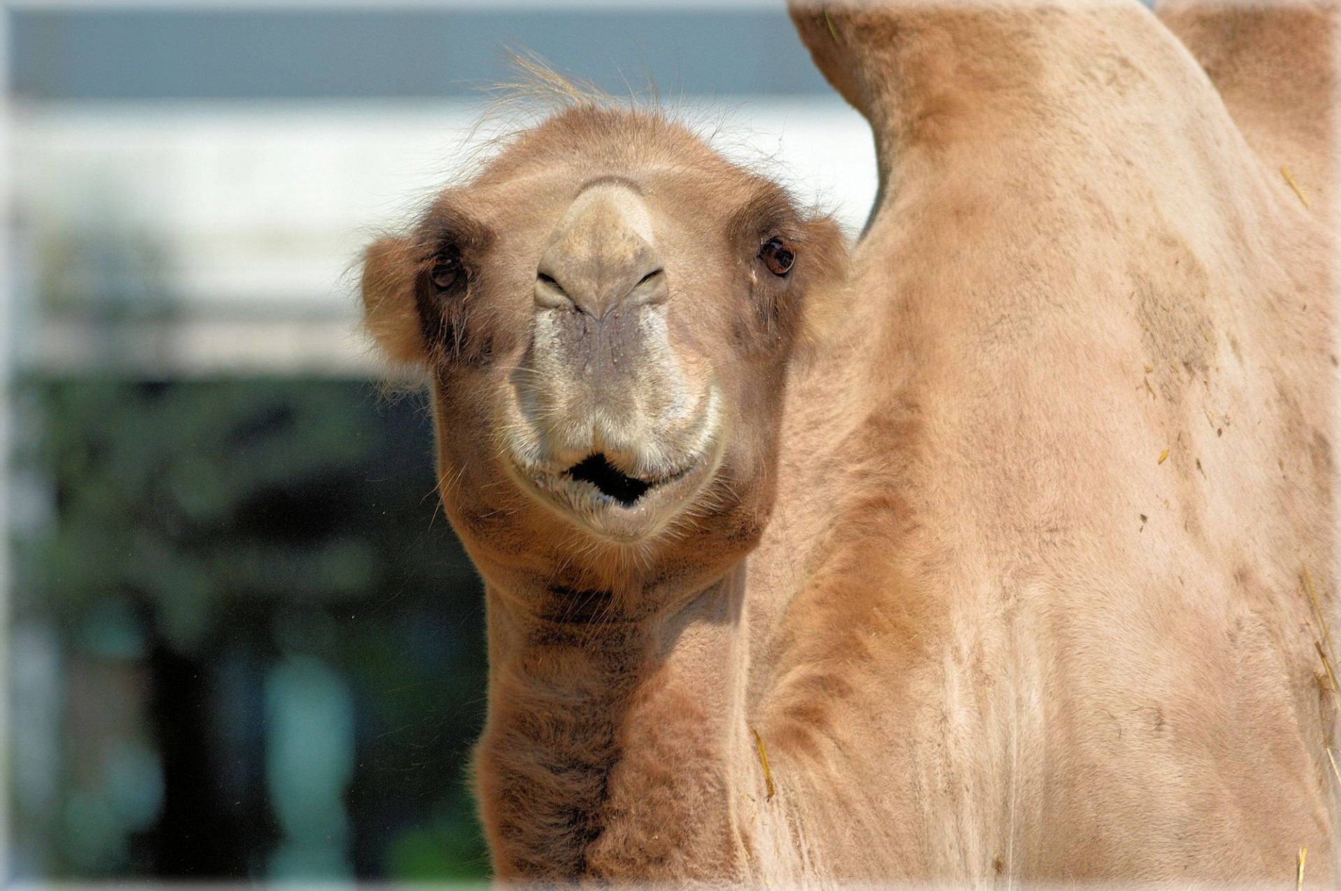 Free image/jpeg, Resolution: 1920x1276, File size: 555Kb, Brown cute camel ...