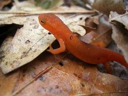 red spotted newt on dry foliage