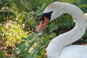 white swan on a background of green plants