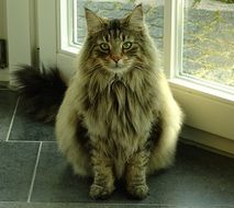 Norwegian Forest Cat near the window