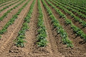 Potato plants on the field