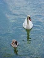 swimming Swan with his baby in the pond
