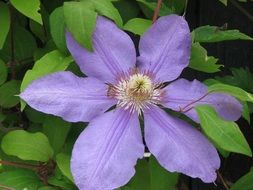 Nice purple flower in green leaves