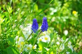 tender blue muscari blossom