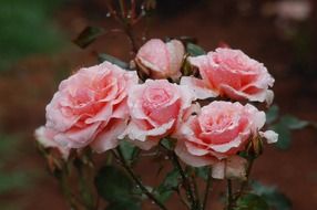 Blooming pink roses in the garden