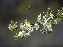 insect flies over a flowering branch