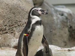 penguin with a sensor in the reserve