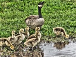 family of geese on the waterfront