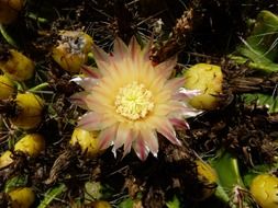 prickly cactus blossom flower close