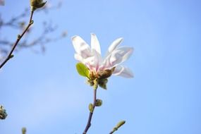 Blooming magnolia against the sky