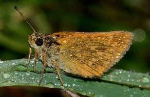 Brown butterfly on the green plant