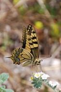 tiger butterfly on a meadow flower