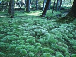 moss forest floor green scenery