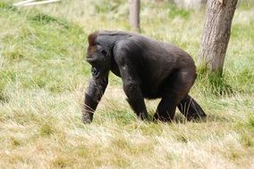 mountain gorilla in wildlife