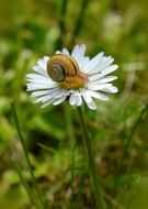 snail on daisy in wild