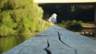 Bird on a wood