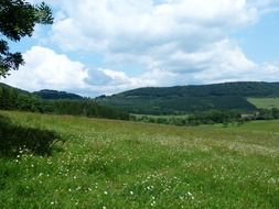 landscape of the green flower field in summertime