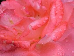 Wet rosebud in the garden close-up