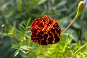 Lush brown marigold
