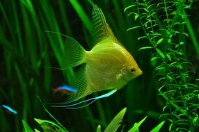 yellow tropical fish in aquarium portrait
