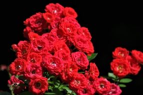 bush with red roses in the bright sun close up