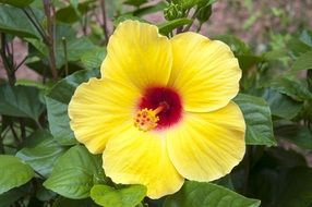 yellow hibiscus with red heart closeup