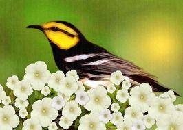 warbler bird