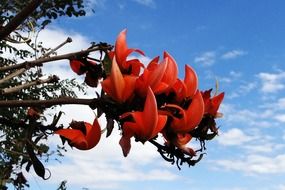 butea monosperma