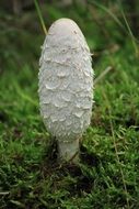 White mushroom on the ground with green grass