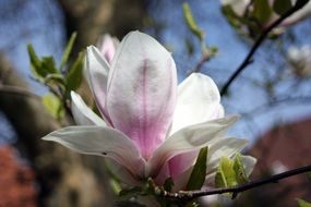 white with pink magnolia flower