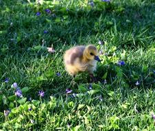 Canada goose on the grass